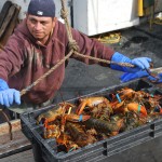 bringing in lobster